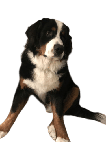 Emotional Support Dogs
