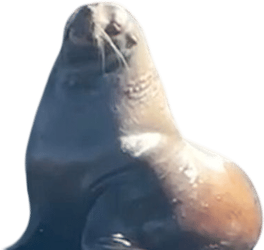 "King of the Dock" | Chonkers, The Sea Lion