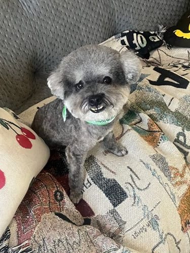 Asian Fusion Grooming