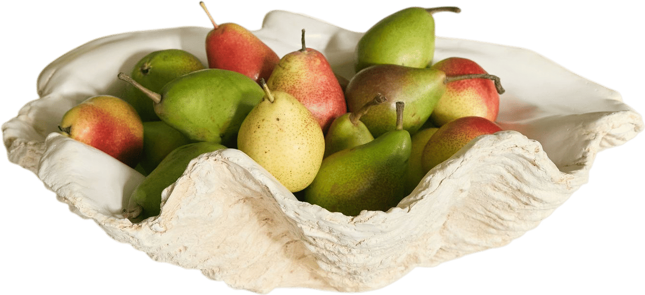 Giant Clam Shell, White,