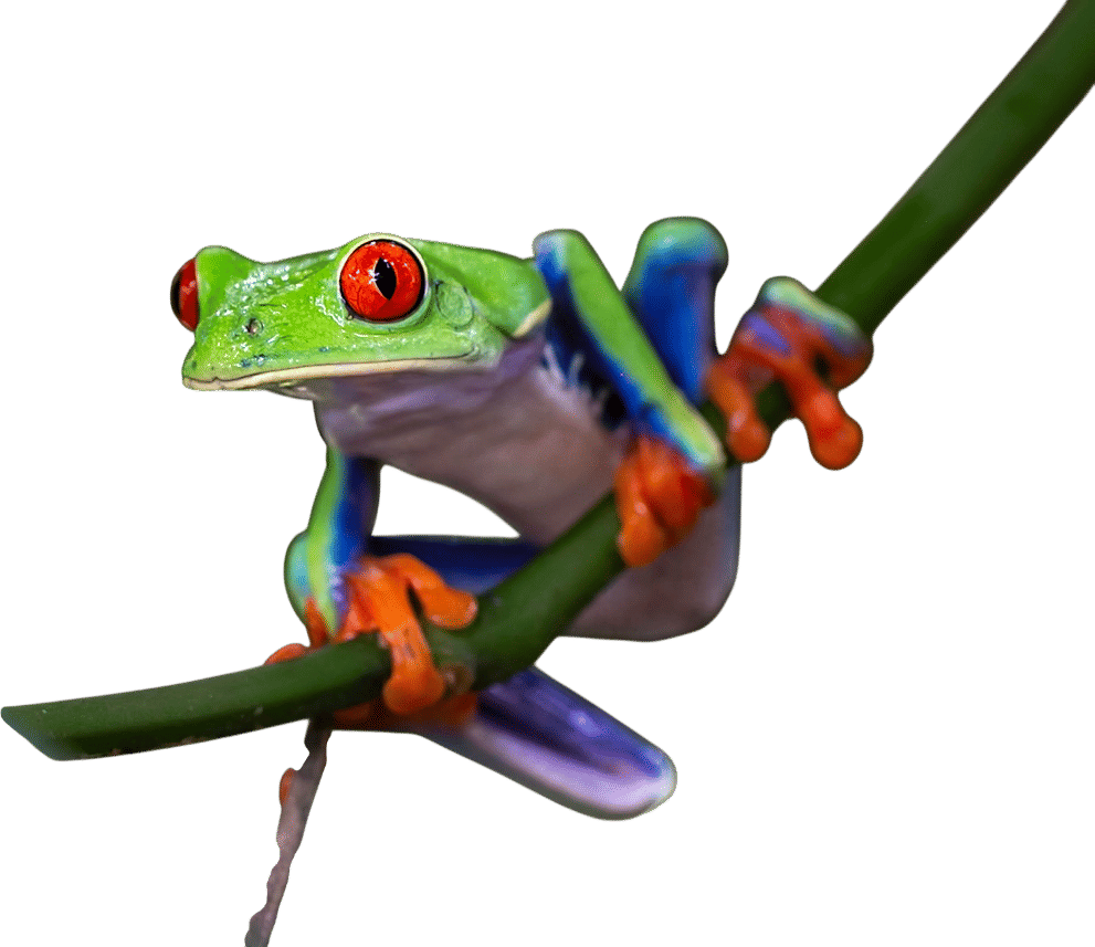 Frog