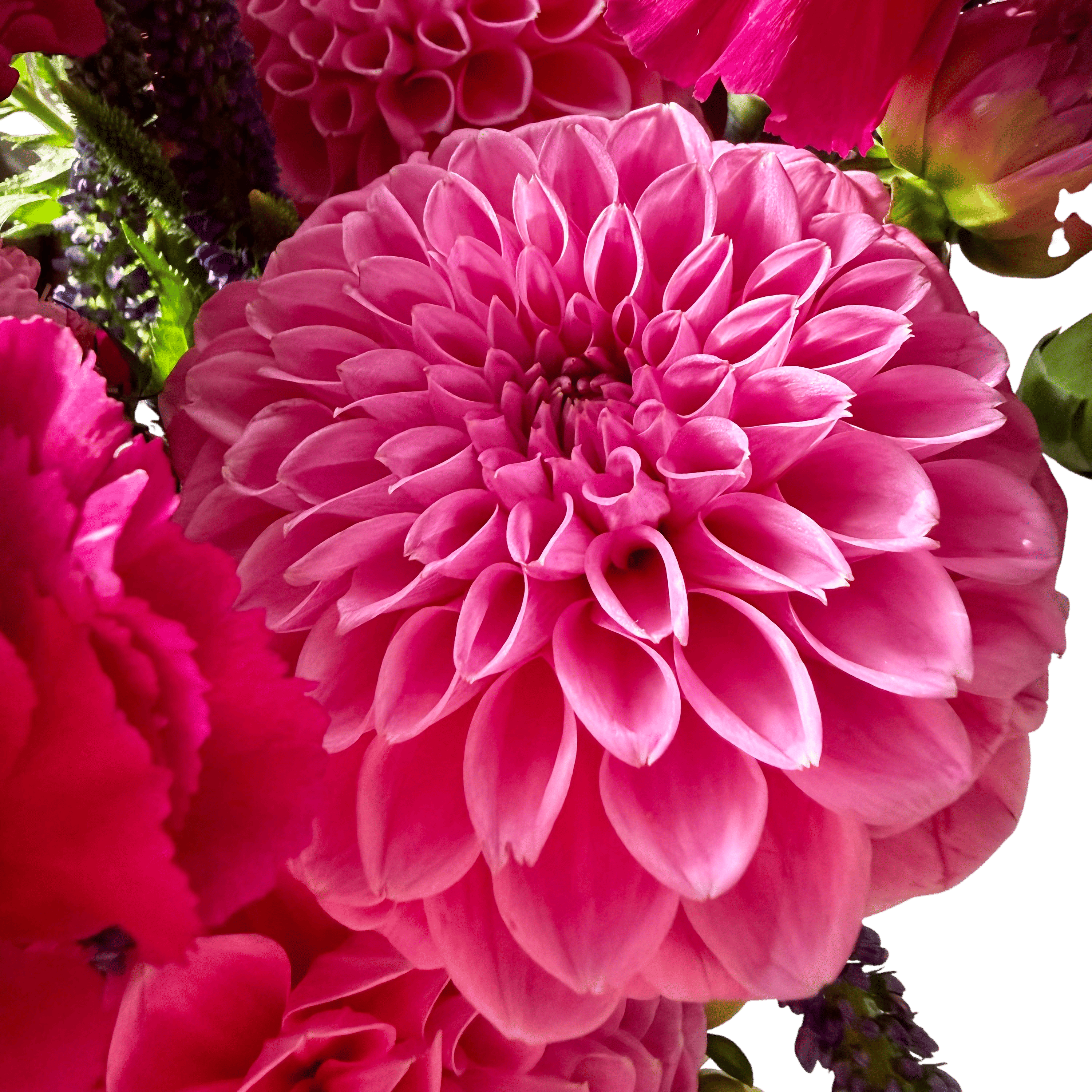 Swan Island Dahlias