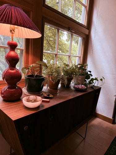 Treating your houseplants like friends