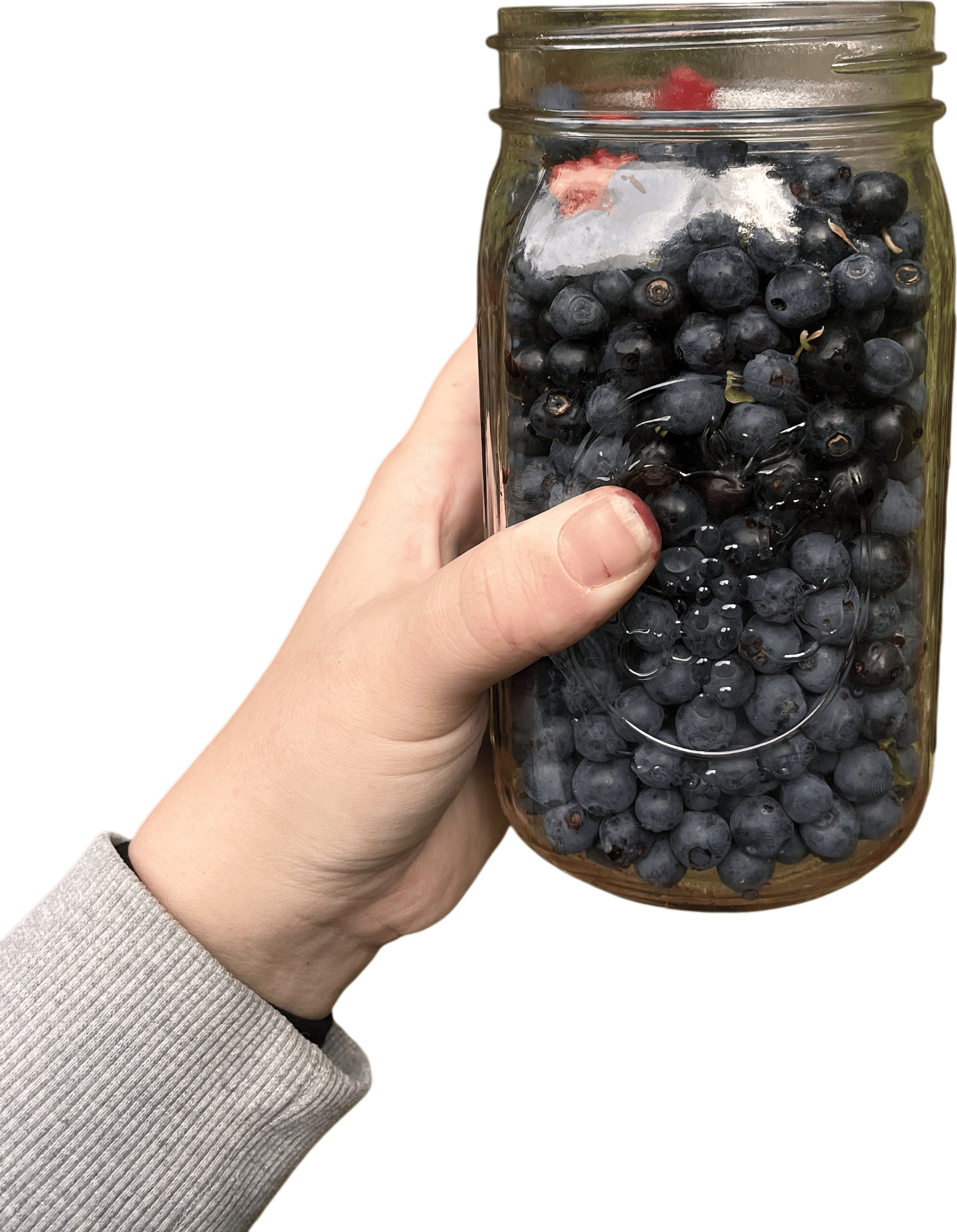 Picking blue berries in the Alaskan alpine.