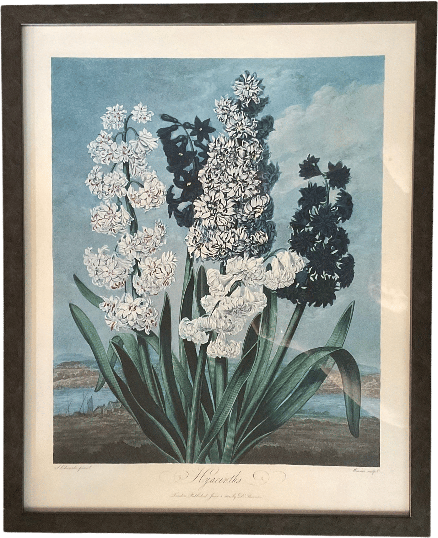 Framed "Hyacinths" Botanical Print from Temple of Flora