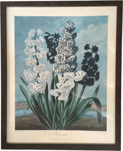 Framed "Hyacinths" Botanical Print from Temple of Flora