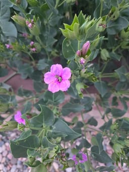 Bee