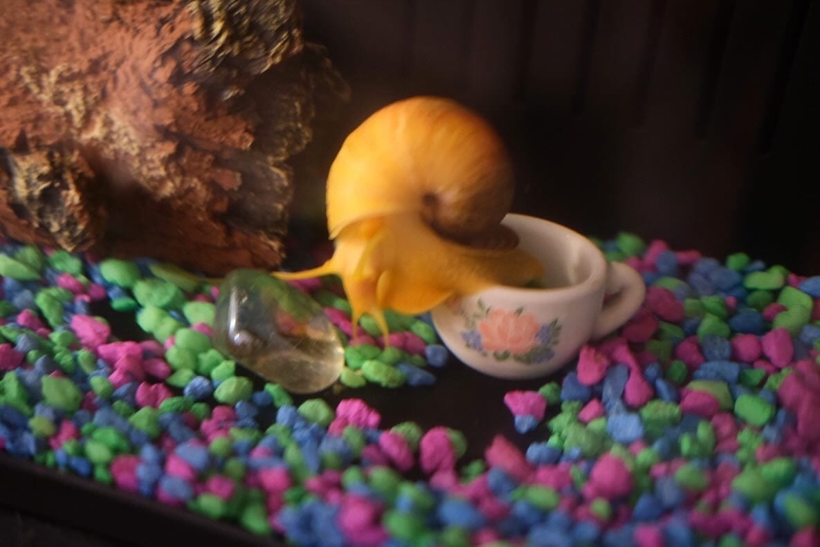 Pet Sea Snail