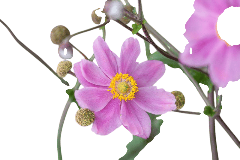 Anemone hupehensis var. japonica 'Pamina'
