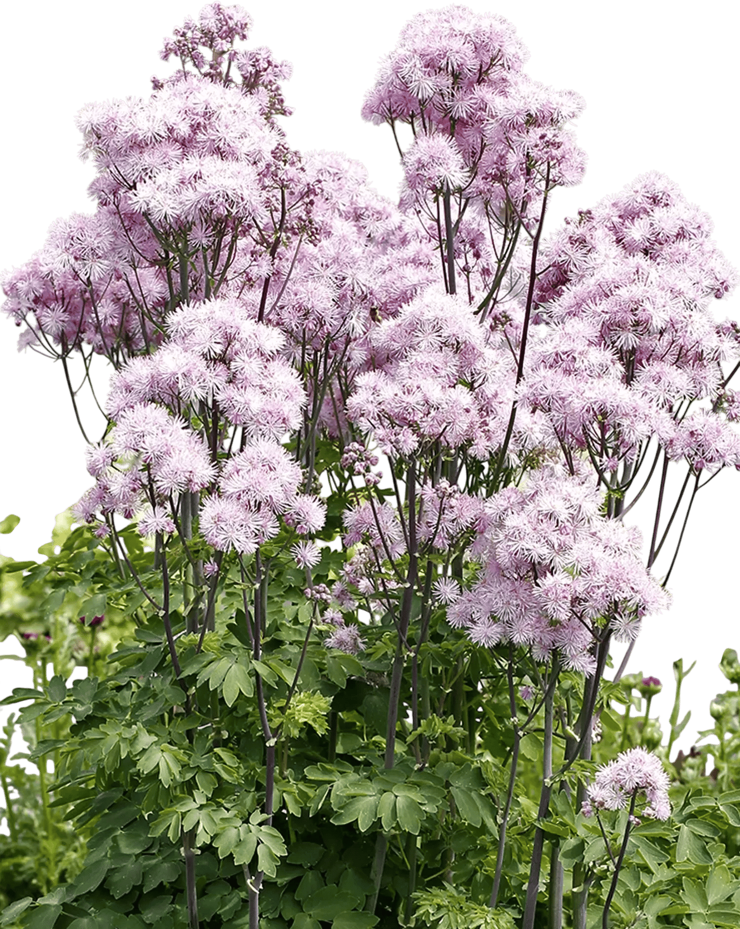 Thalictrum: Meadow Rue