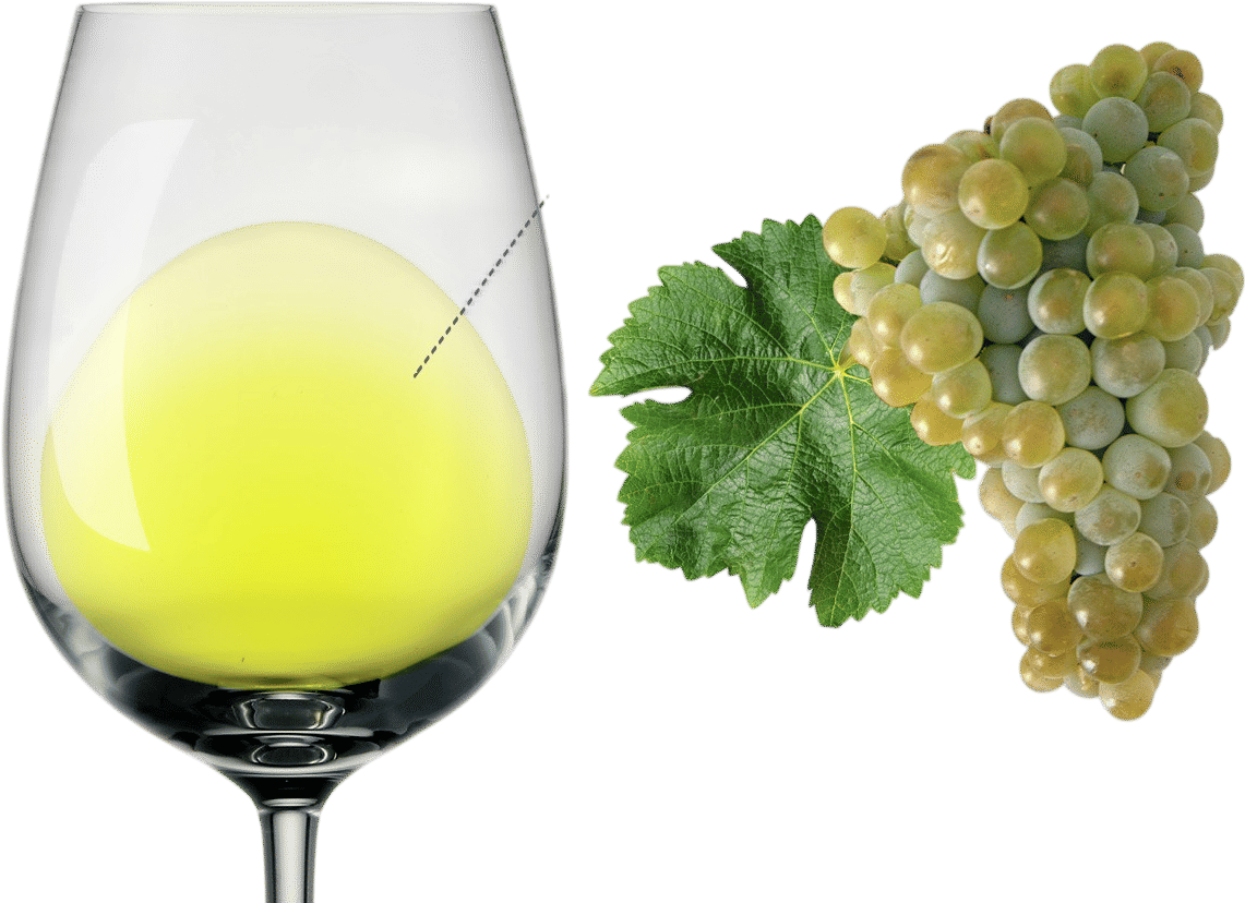 Sauvignon Blanc