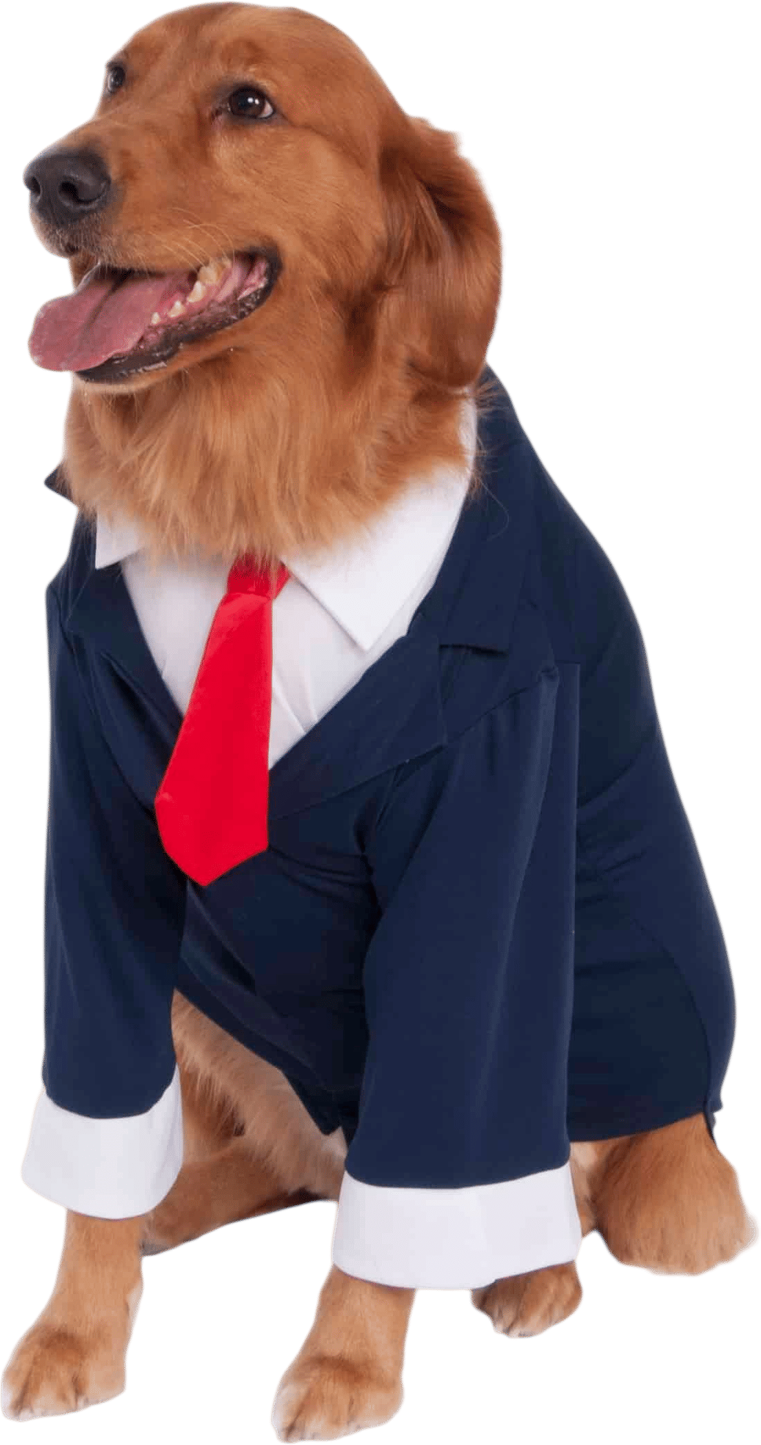 Hire a (Dog) Professional