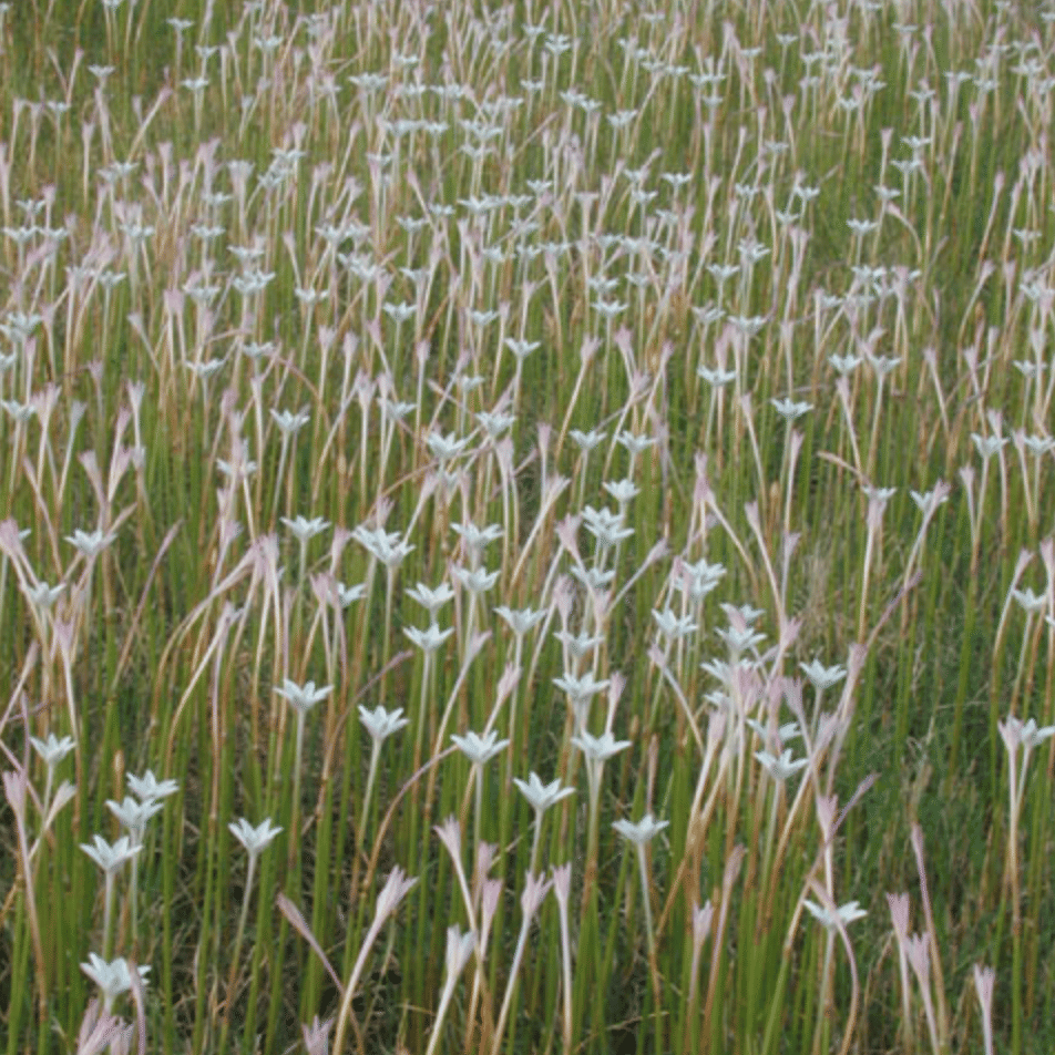 Rain Lilies