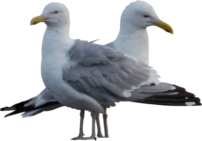 Cool birds to see in Portland Maine