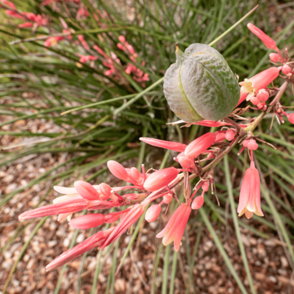 Yucca