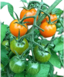 Sungold Cherry Tomato Seeds