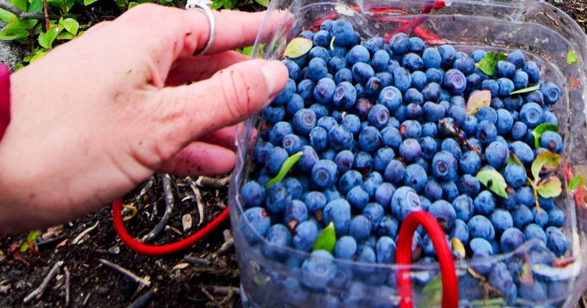 Pick Huckleberries