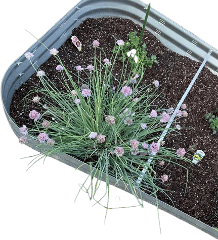 Chives