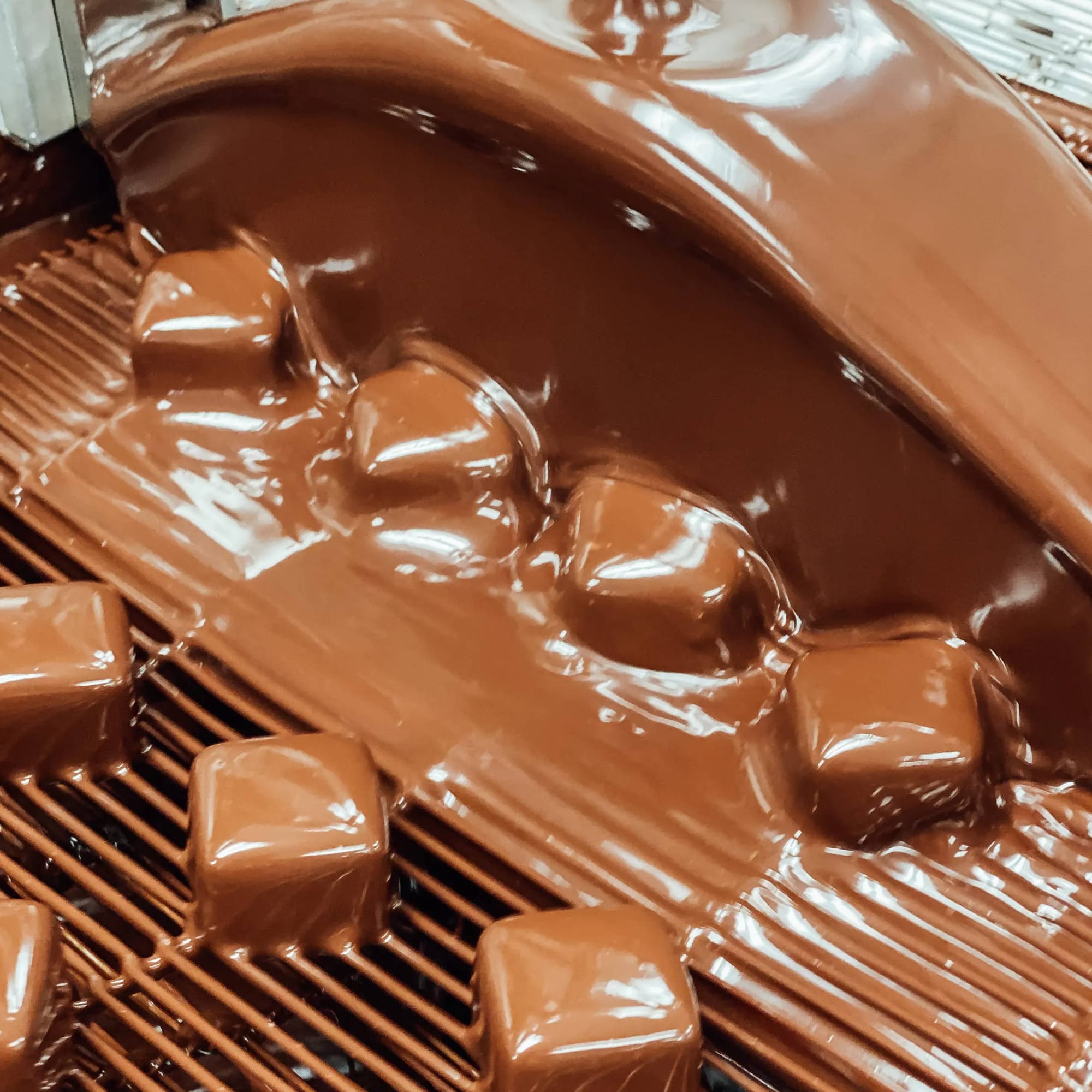 French Broad Chocolate Factory Tour (Asheville)