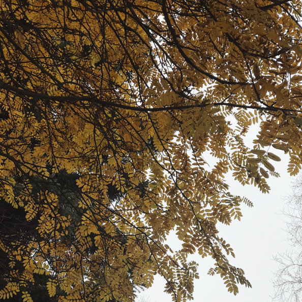 Autumn Essentials