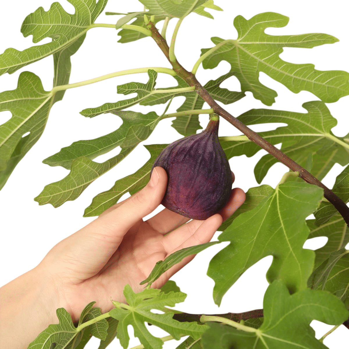 Chicago Hardy Fig Tree