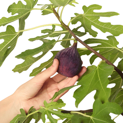 Chicago Hardy Fig Tree