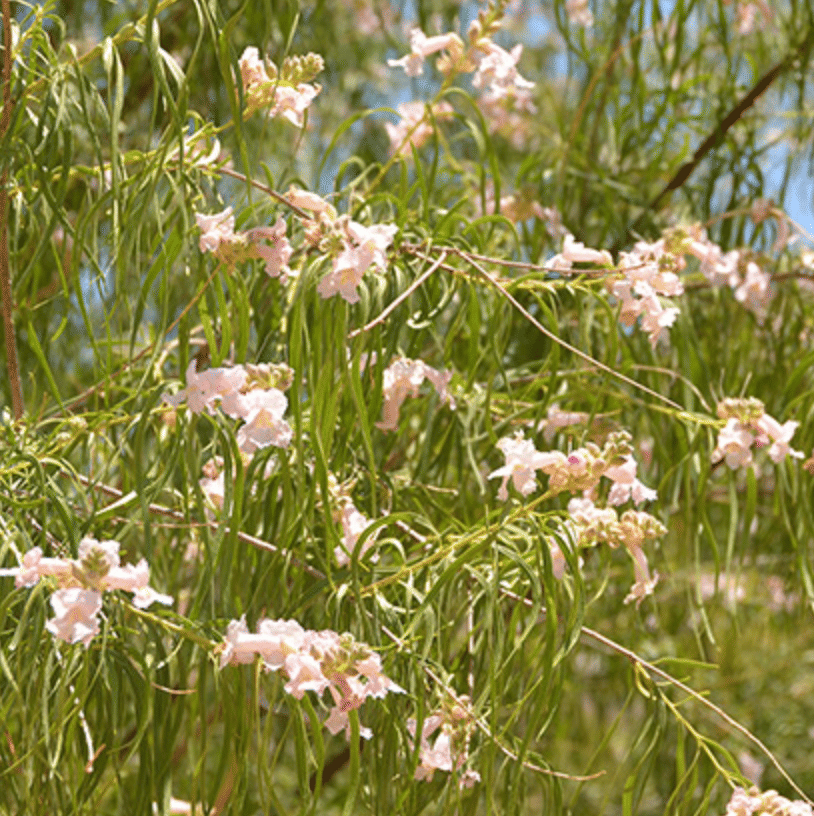 Desert Willow