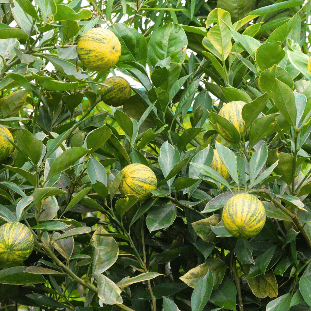 Pink Eureka Lemon Tree