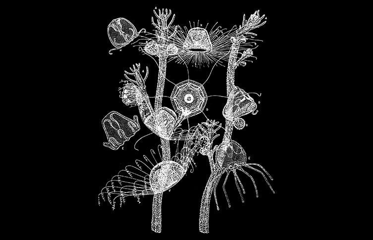 Immortal Jellyfish