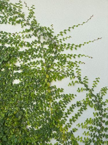 Creeping Fig
