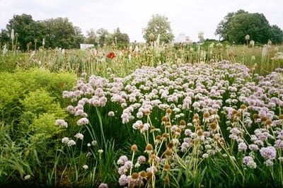 Oudolf Garden Detroit