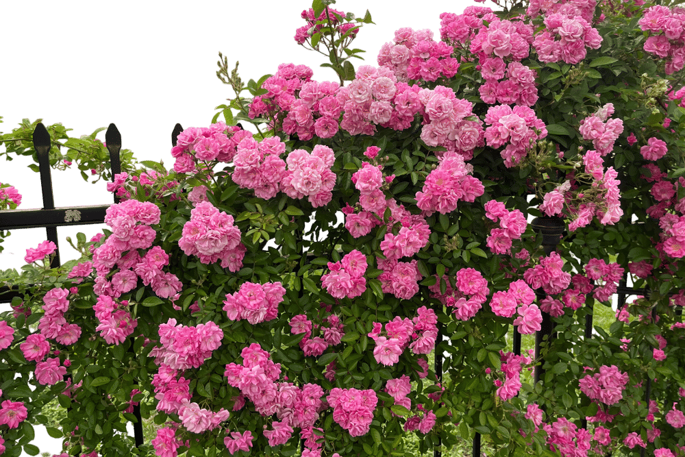 Katrina Roses