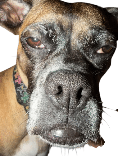 taking ugly photos of my dog