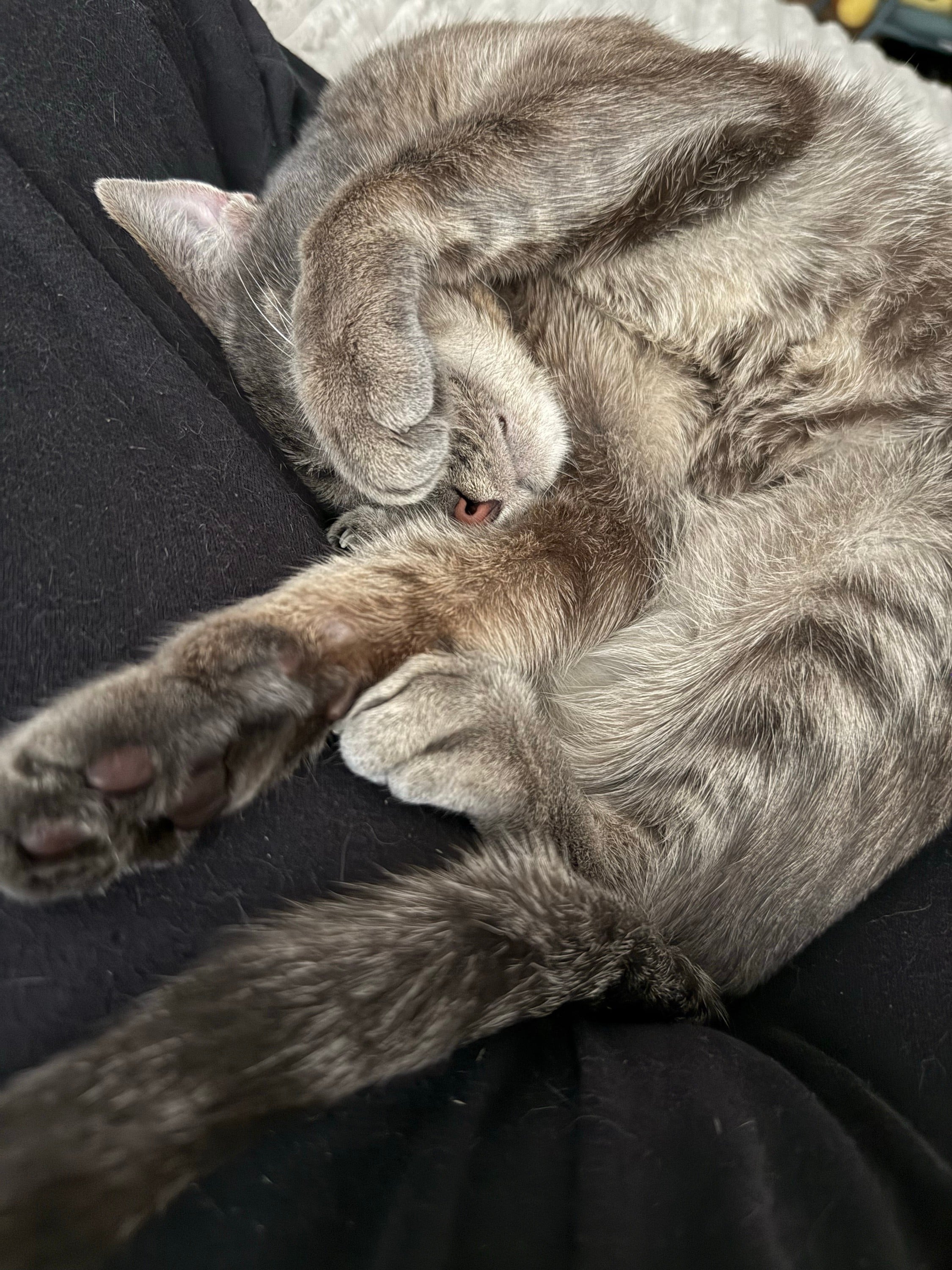 a sleeping cat on your lap