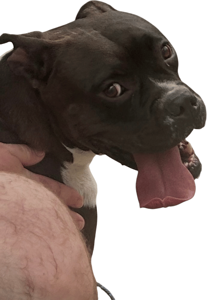 Borrow da neighbor’s dog