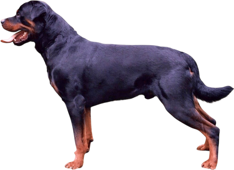 big scary black dogs