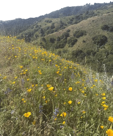 Los Liones Trail