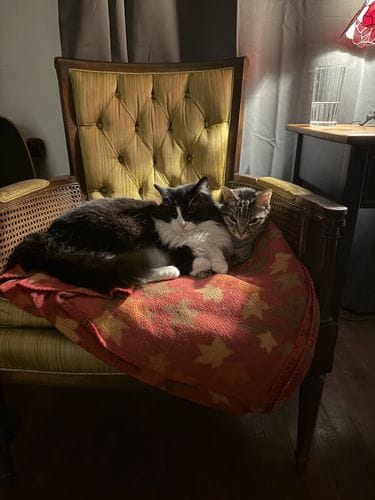 Take more photos of your cats