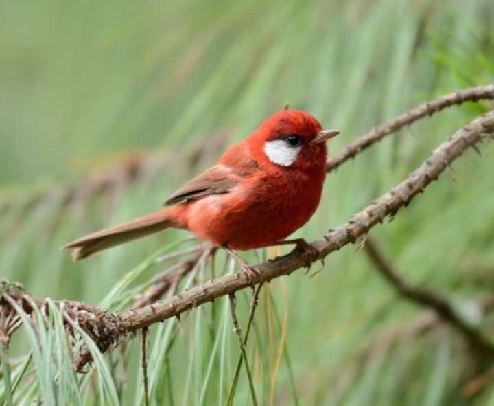 Birdwatching tour in Chapultepec