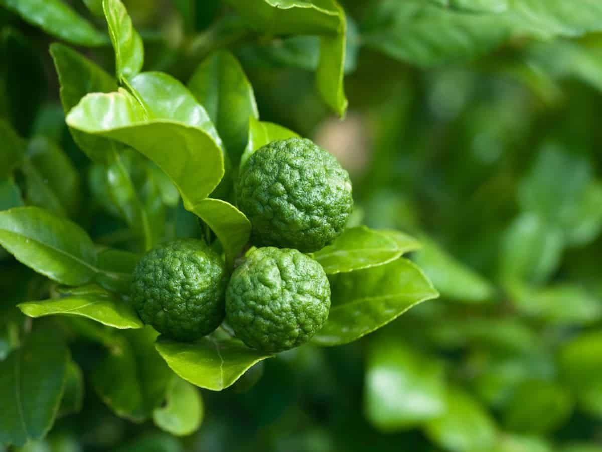 kaffir lime leaves