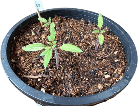 Garden Treasure Tomato