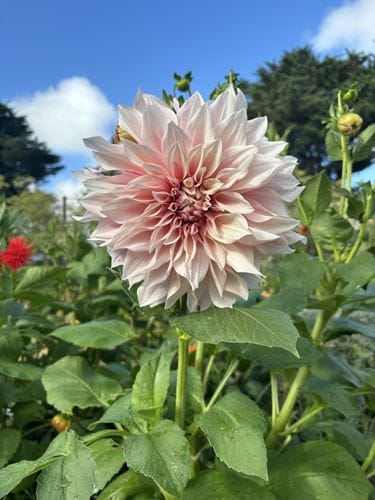 Café au Lait Dahlia Tubers