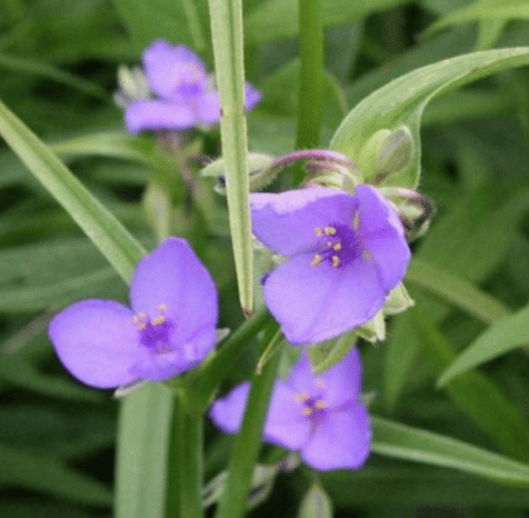Spiderwort