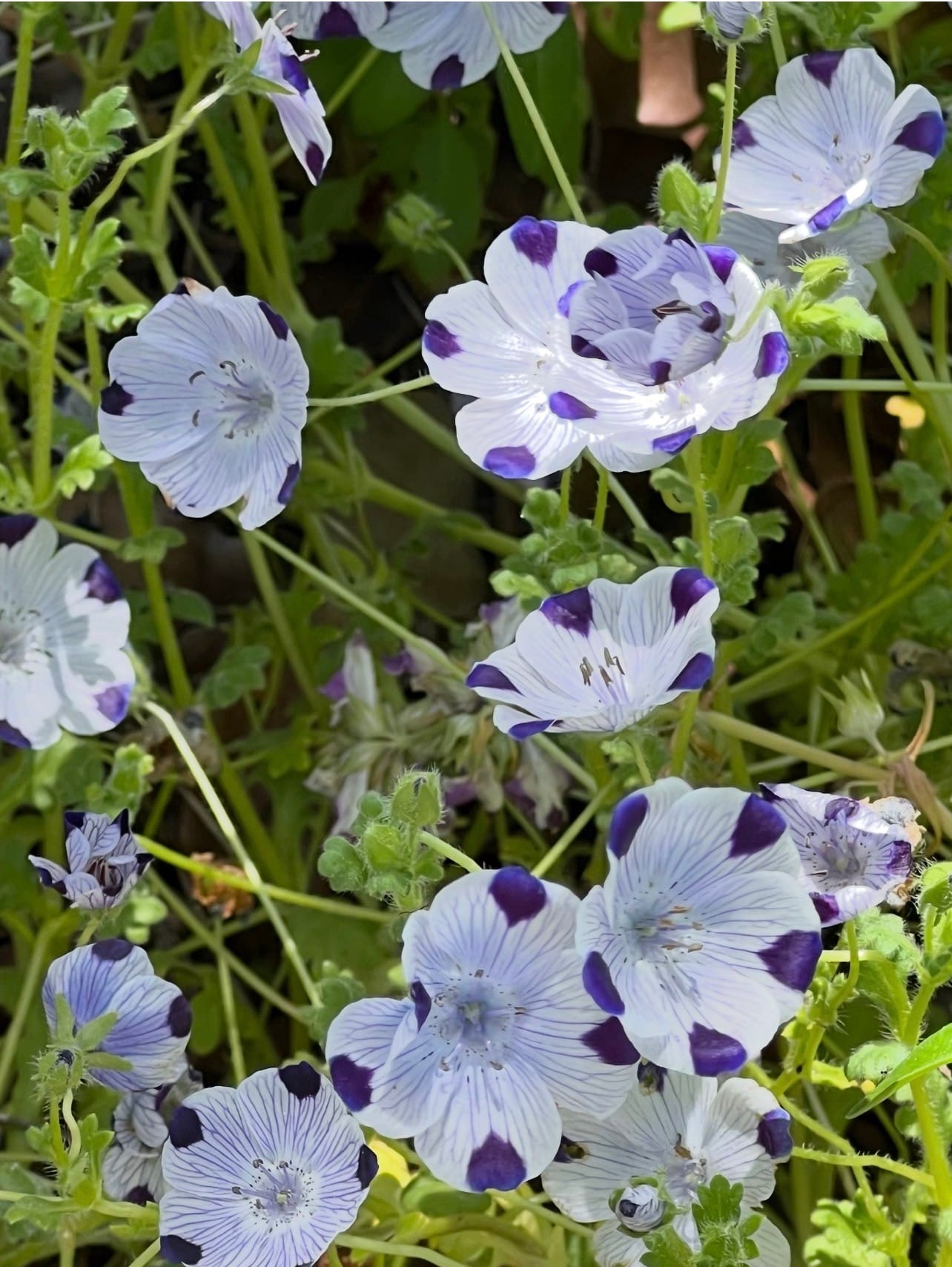 Five-spot flowers (Nemophila maculata)