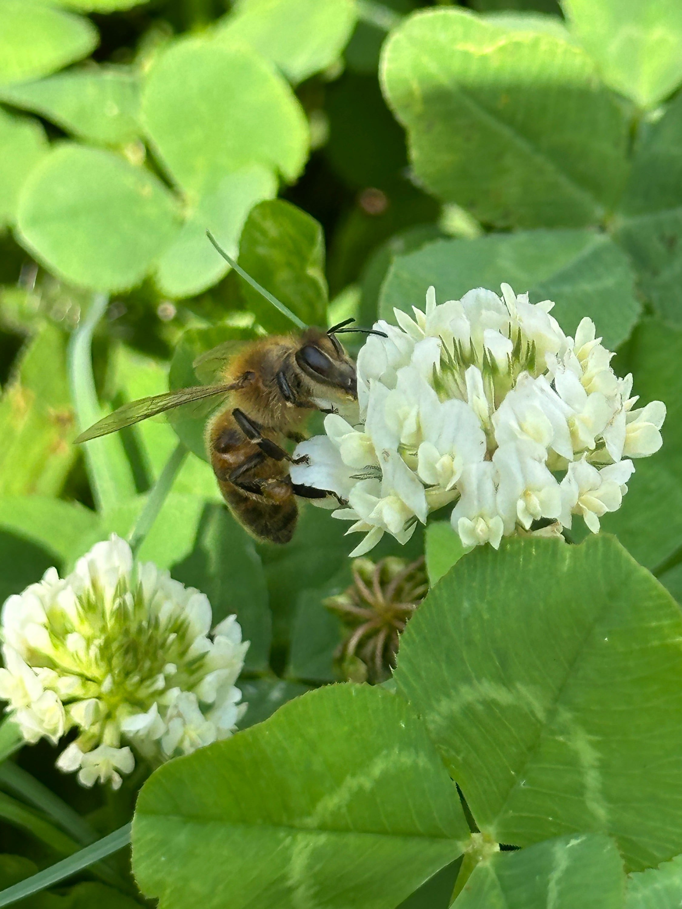 Bee