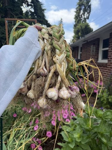 growing garlic and braiding it