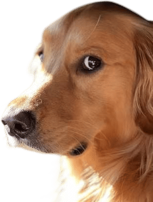 making eye contact with dogs on the street