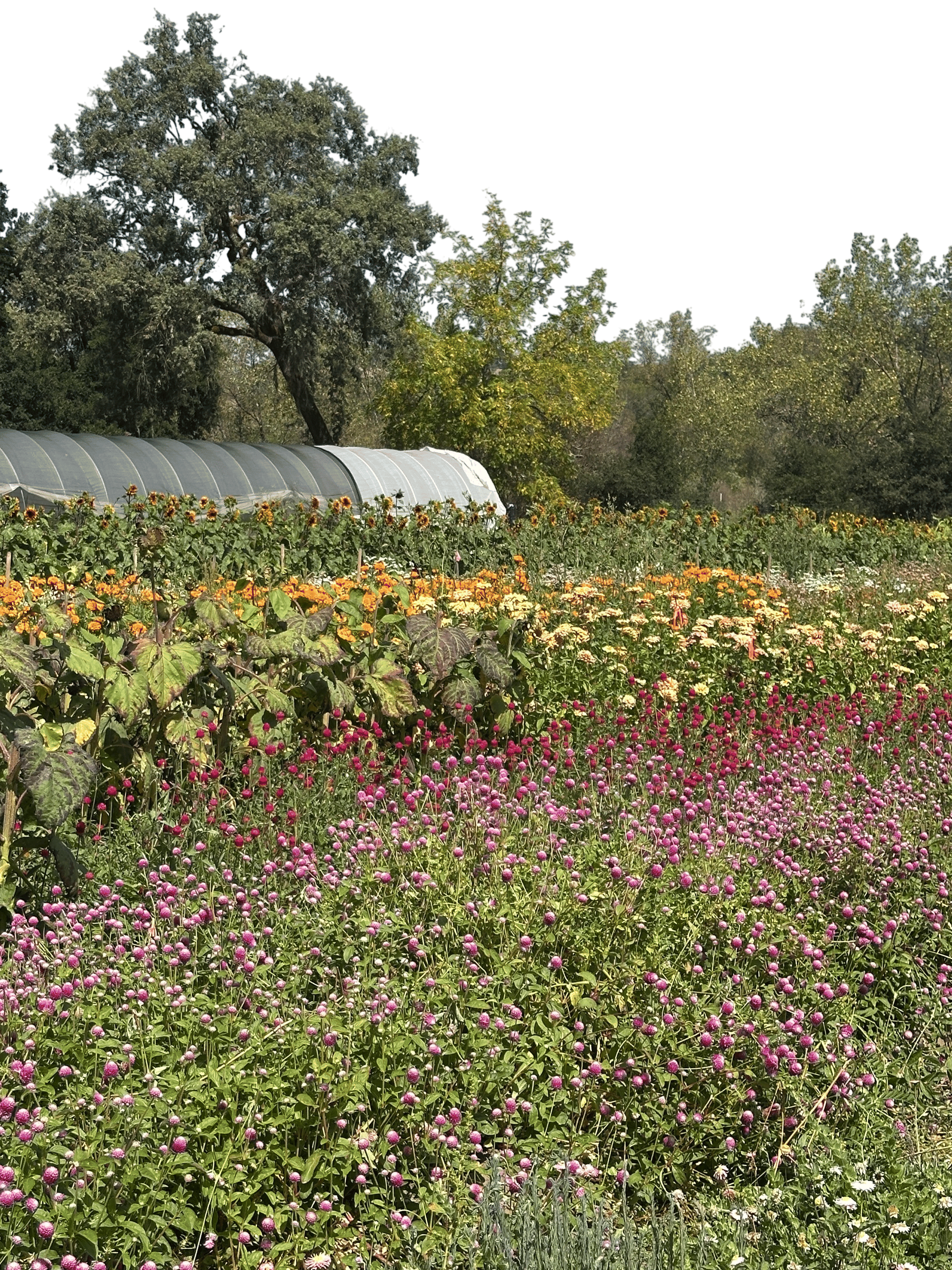 Front Porch Farm