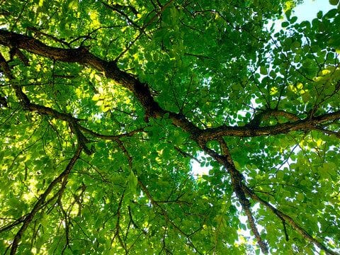 Laying under a tree and looking up at all the leaves