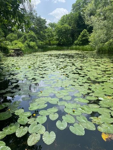 the lily pond